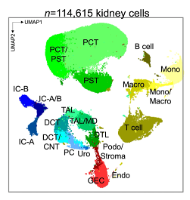 Whole Kidney Database