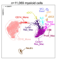 Myeloid Cells Database